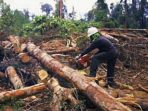 Diduga Lakukan illegal logging, PT Unggul Lestari Dinilai Rugikan Negara Rp 1 Triliun Lebih