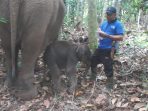 Lisa Lahirkan Anak Gajah Jantan di Camp Elepants Flying Squad Balai TNTN Lubuk Kembang Bungo
